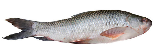 Rohu Fish Local - 1kg 